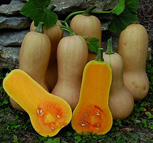 Organic Bulk Butternut Squash Seeds - 5 Pound Non-GMO, Heirloom Seeds for Planting - Perfect for Home Gardening, Farming & Fall Harvest Decorations