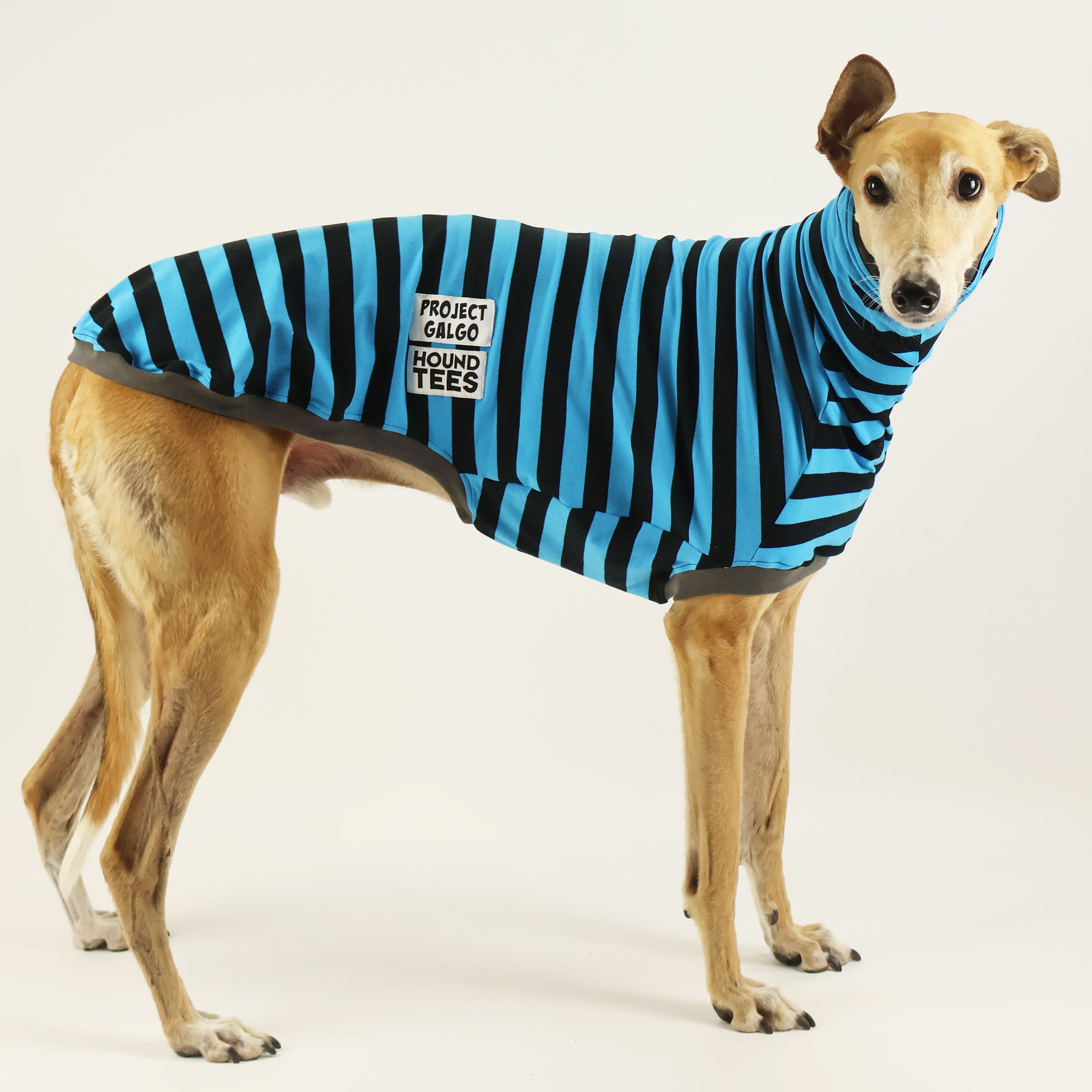 Project Galgo Sleeveless Greyhound Hound Graphic T-Shirt - Comfortable Dog Lover Apparel for Casual Wear & Outdoor Activities