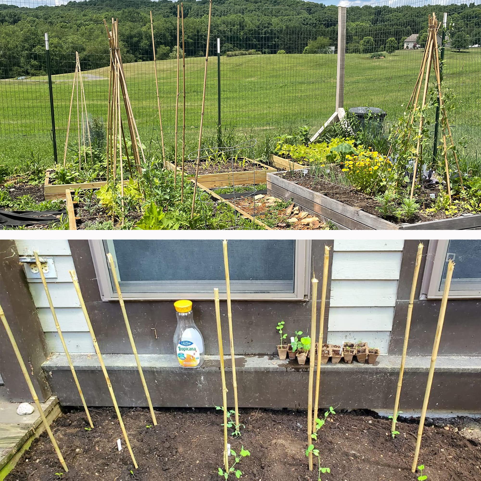50Pcs Natural Bamboo Garden Stakes - 16 Inch Plant Support Sticks for Tomatoes, Beans & Potted Plants | Indoor & Outdoor Gardening Supplies | Perfect for Vegetable Gardens, Flower Beds & Container Plants