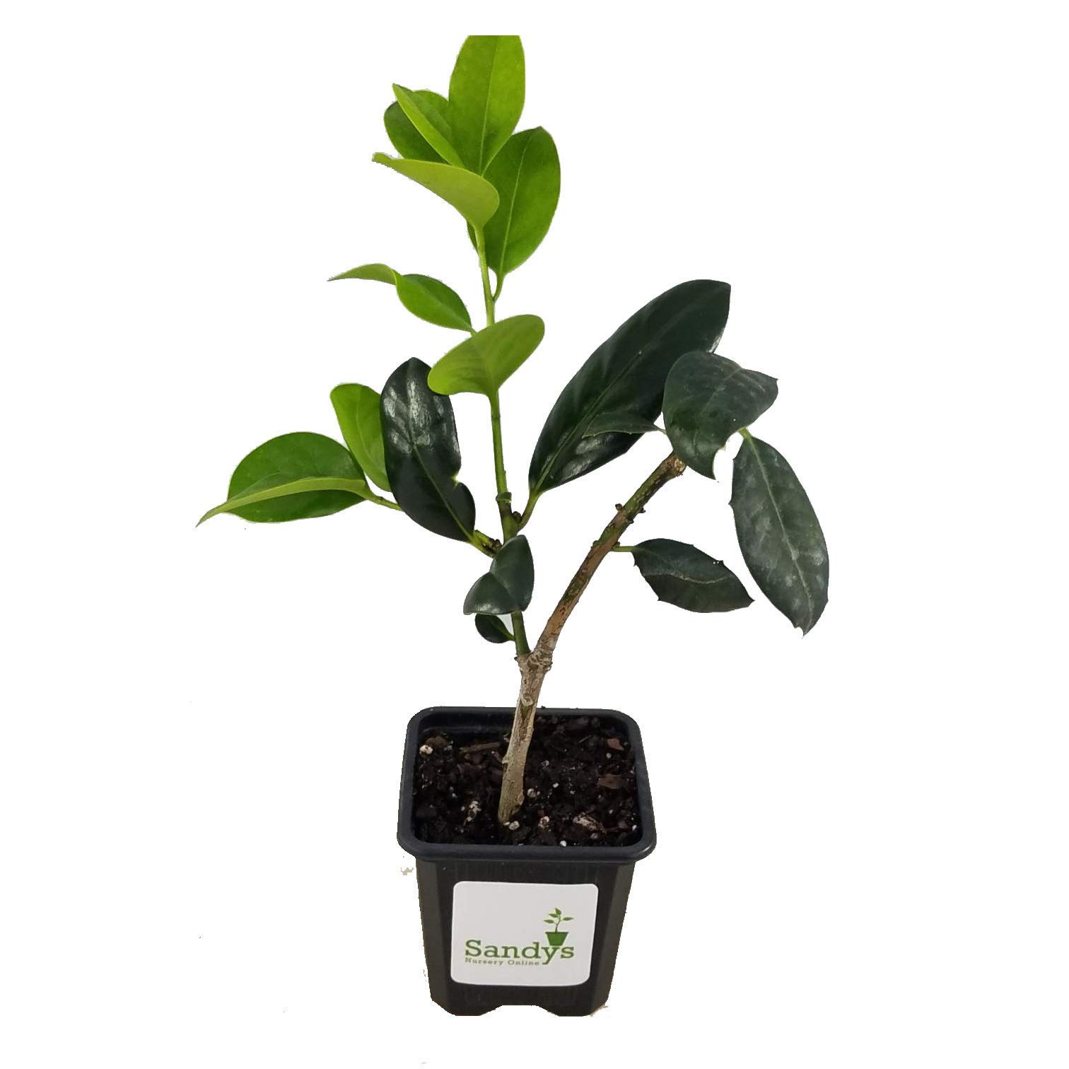 Nellie R Stevens Holly Evergreen Shrub - 40 Pack of 3 Inch Pot Plants for Landscaping, Privacy Hedges & Garden Decor