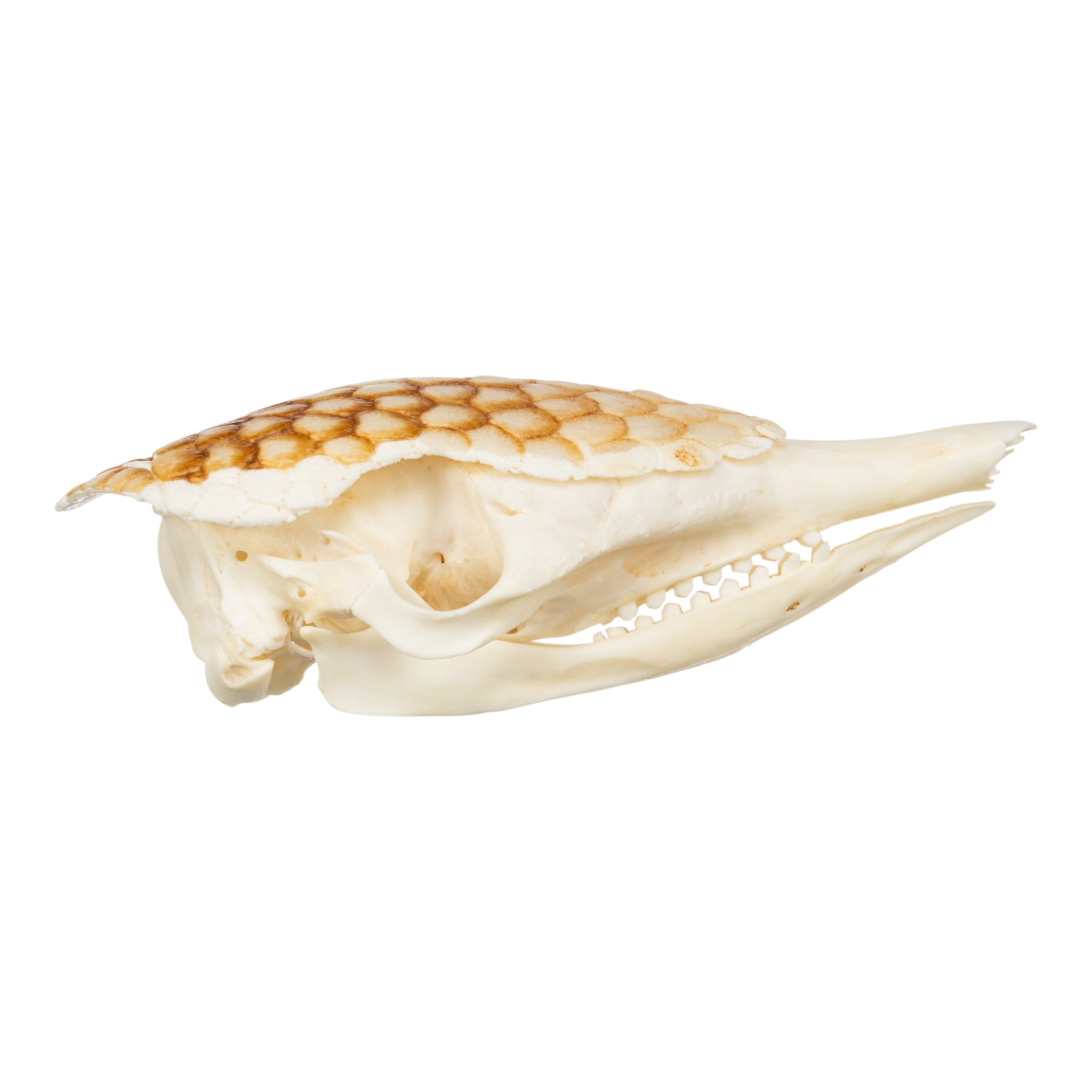 Authentic Nine-Banded Armadillo Skull - Taxidermy Specimen for Science Education & Home Decor | Perfect for Biology Classrooms, Gothic Decor, and Unique Gifts