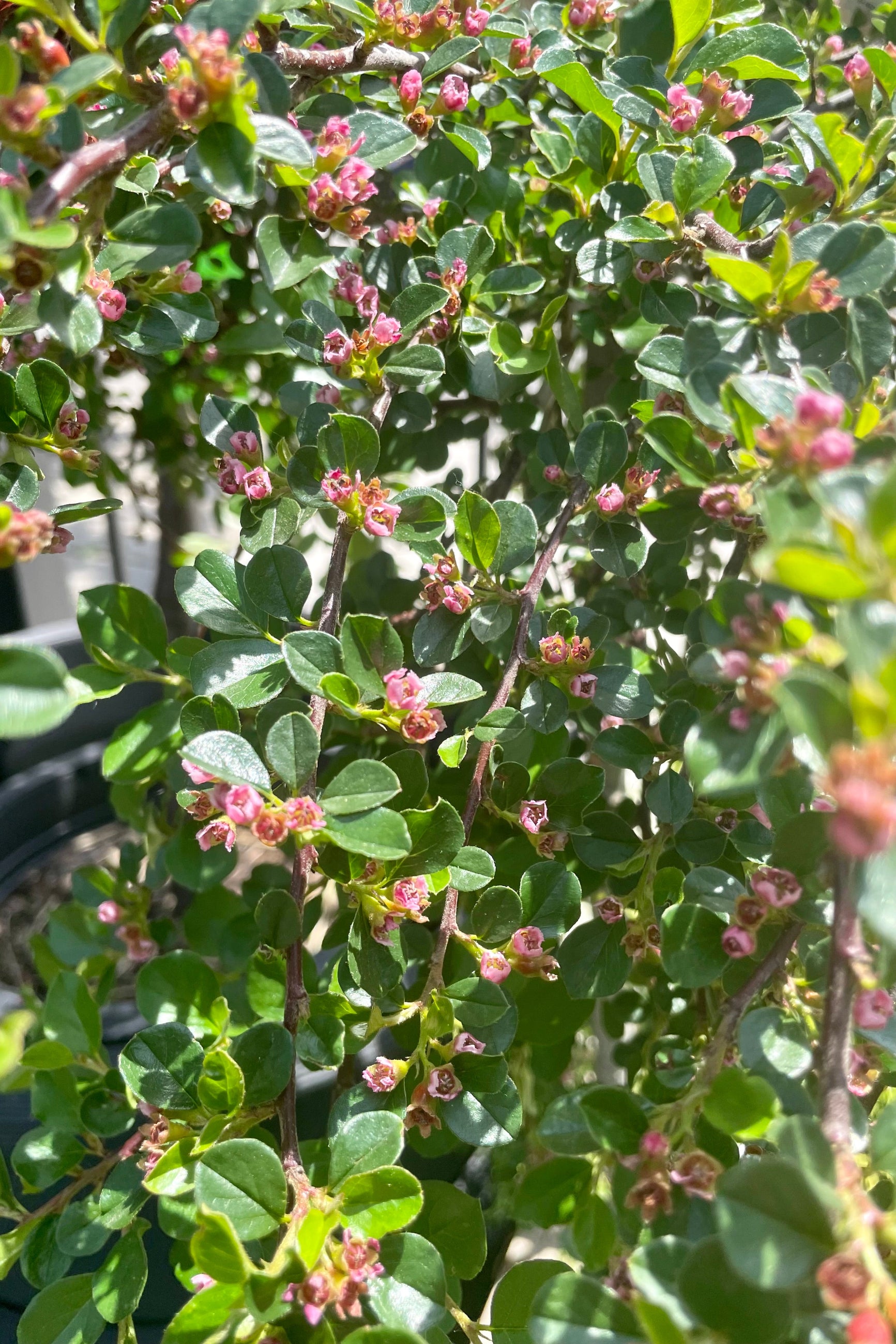 Cotoneaster Apiculatus #7 Standard Form - Perfect for Landscaping, Hedges, and Garden Borders