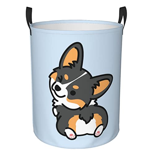 Tricolor Corgi