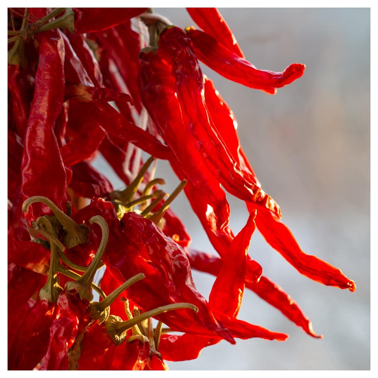 Everwilde Farms - 1/4 Lb Cayenne Long Red Hot Pepper Seeds - Gold Vault Pack - Non-GMO Heirloom Spicy Pepper Seeds for Home Gardening, Cooking & Canning - Perfect for Salsas, Hot Sauces & Seasoning