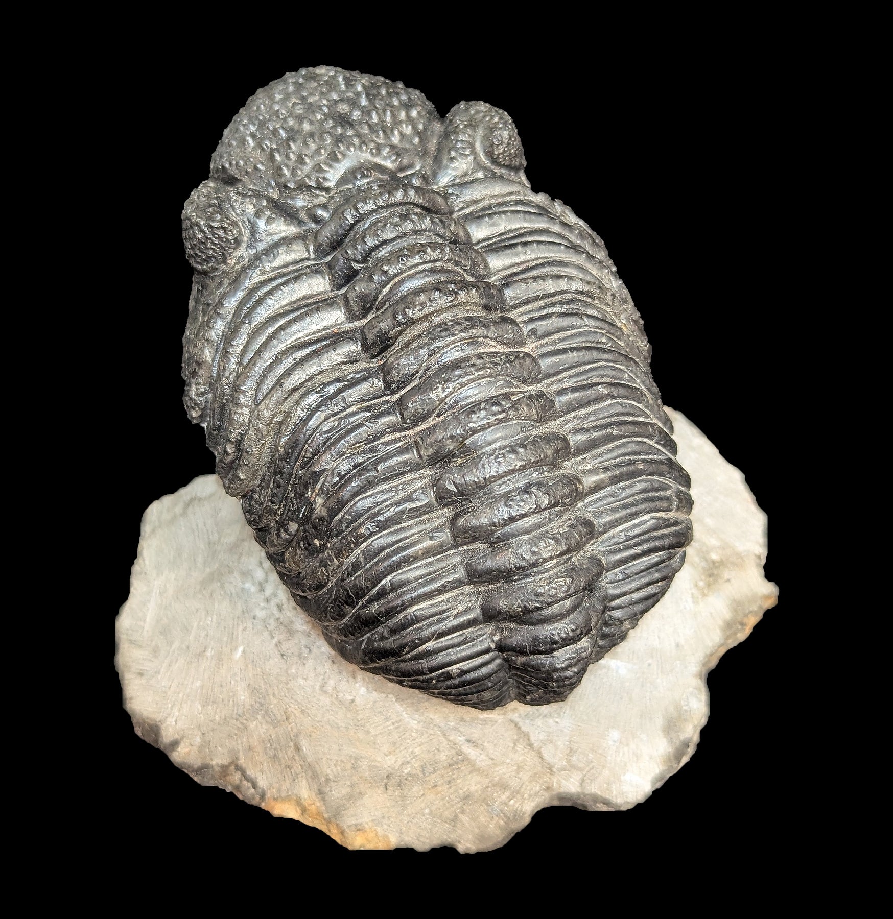 Authentic Trilobite Drotops Megalomanicus Fossil in Matrix - Rare Paleozoic Era Specimen for Collectors & Home Decor