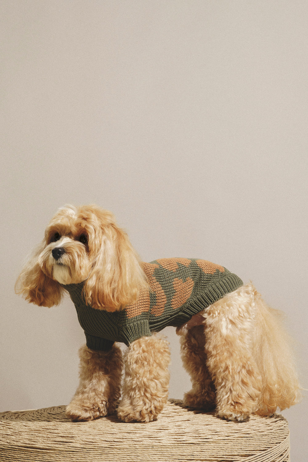 Dog Cardigan - Soft Pony Cotton Knit Sweater for Small Dogs - Cozy Winter Outfit for Indoor & Outdoor Use