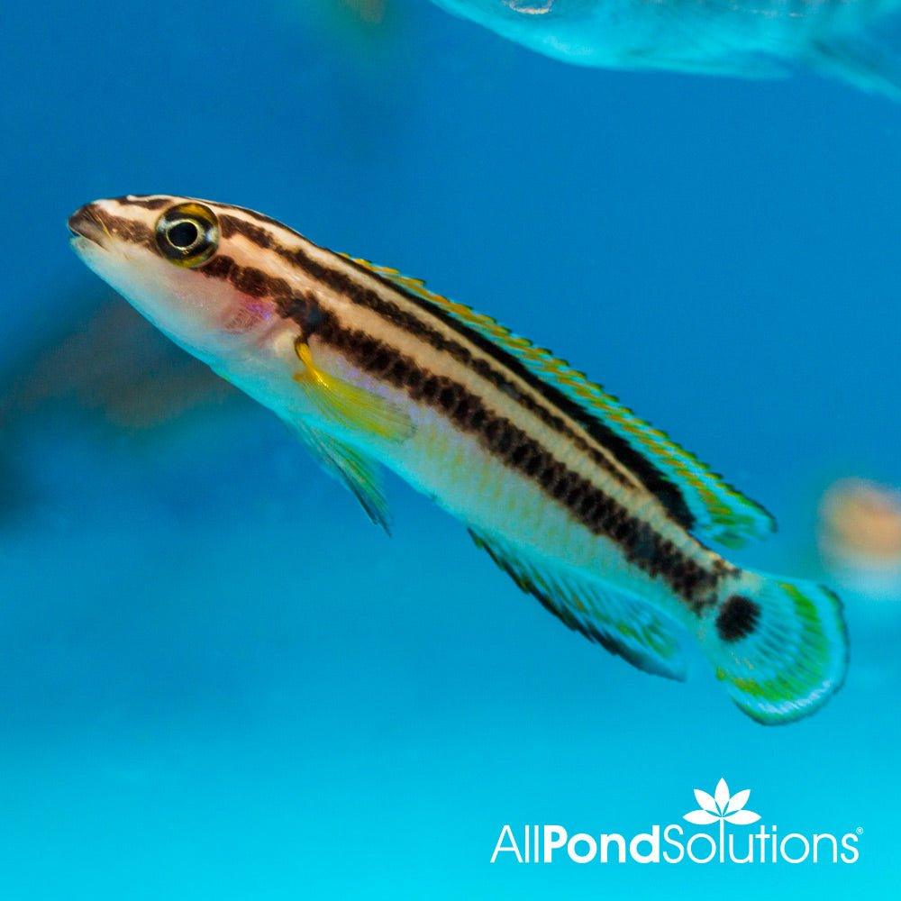Golden Julie Cichlid (Julidochromis ornatus) - African Lake Tanganyika Fish for Aquarium & Fish Tanks | Perfect for Community Tanks & Cichlid Enthusiasts
