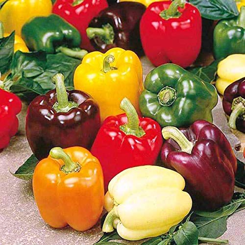 Non-GMO Heirloom Rainbow Sweet Bell Pepper Seeds for Planting - Colorful Mix for Home Gardens, Greenhouses & Urban Farming