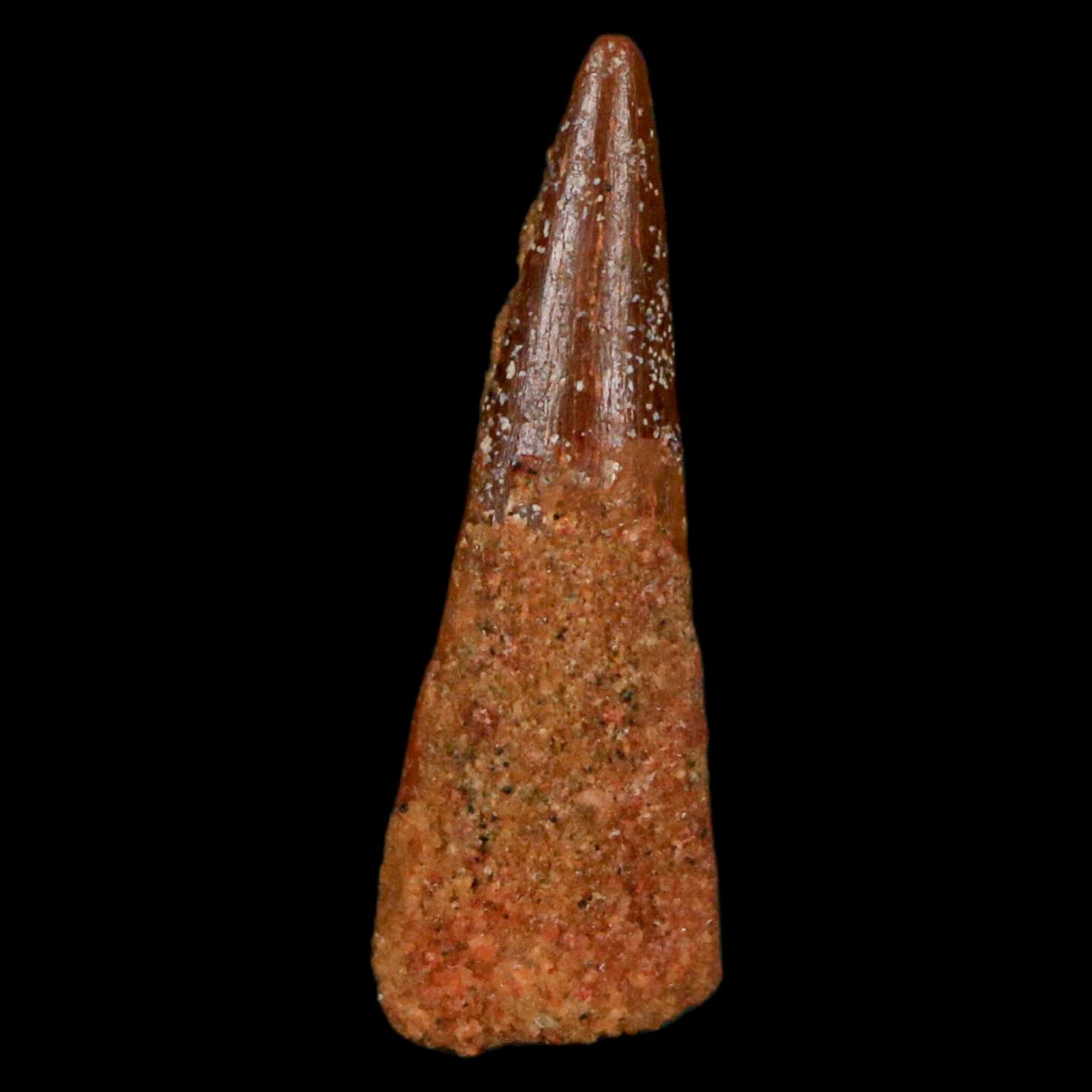 Authentic Pterosaur Coloborhynchus Fossil Tooth - Upper Cretaceous Period - Morocco - Includes COA - Perfect for Paleontology Collections & Museum Displays