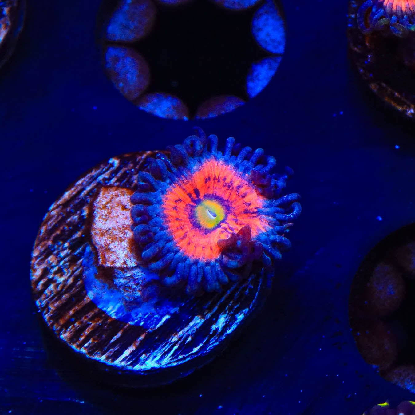 Everlasting Gobstopper Zoanthids Coral - Vibrant Saltwater Coral for Reef Aquariums | Perfect for Marine Tanks & Coral Displays