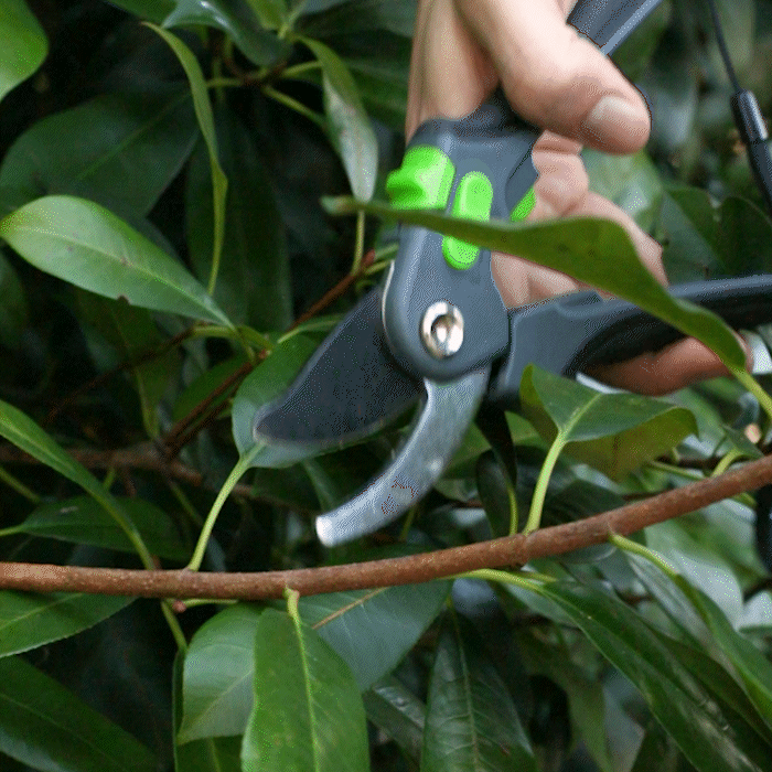 Aussie Gardener Pruning Shears - Stainless Steel Blades for Trimming, Cutting & Gardening | Perfect for Flowers, Shrubs & Small Branches