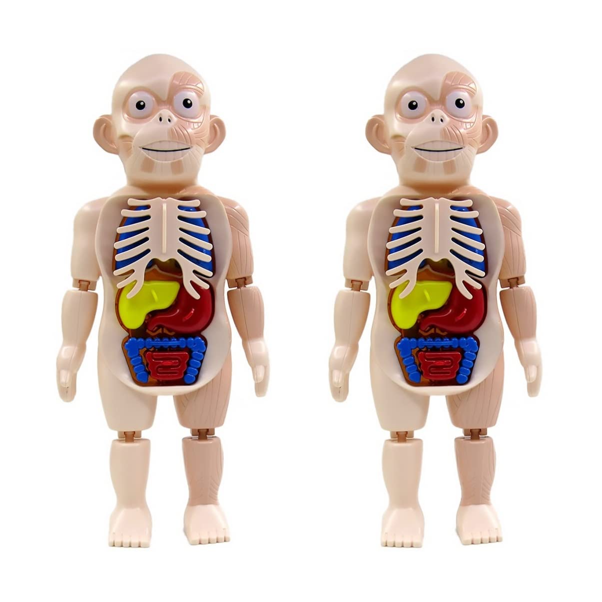 2 Sets Human Body Anatomy Model for Kids - Educational Science Toy for Learning Organs & Skeletal System | Perfect for Classroom, Homeschool & STEM Activities