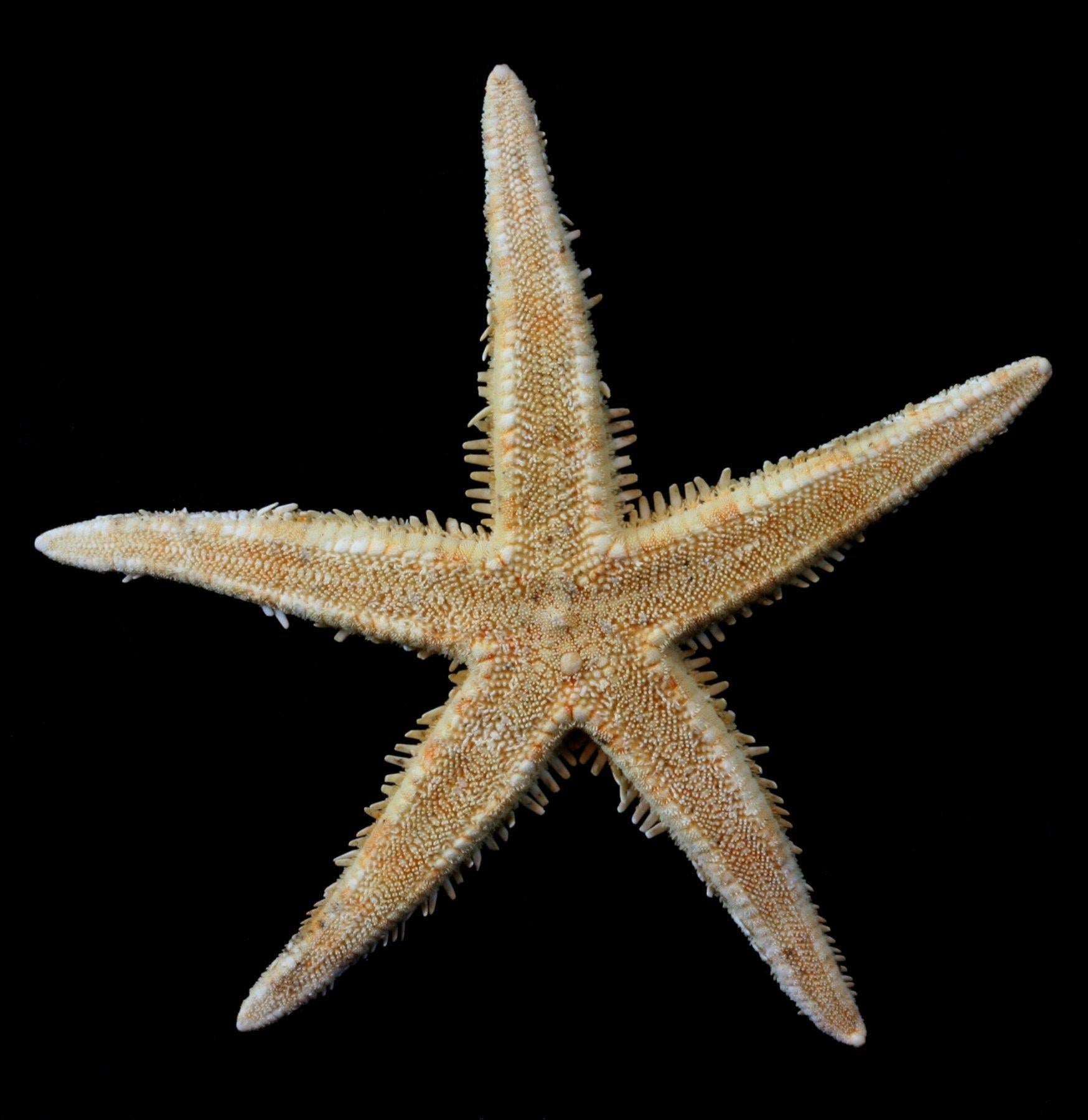 Spiny Starfish - Real Dried Sea Star for Beach Decor, Ocean Themed Crafts & Marine Biology Education | Perfect for Coastal Home Decor, Aquarium Displays & DIY Projects