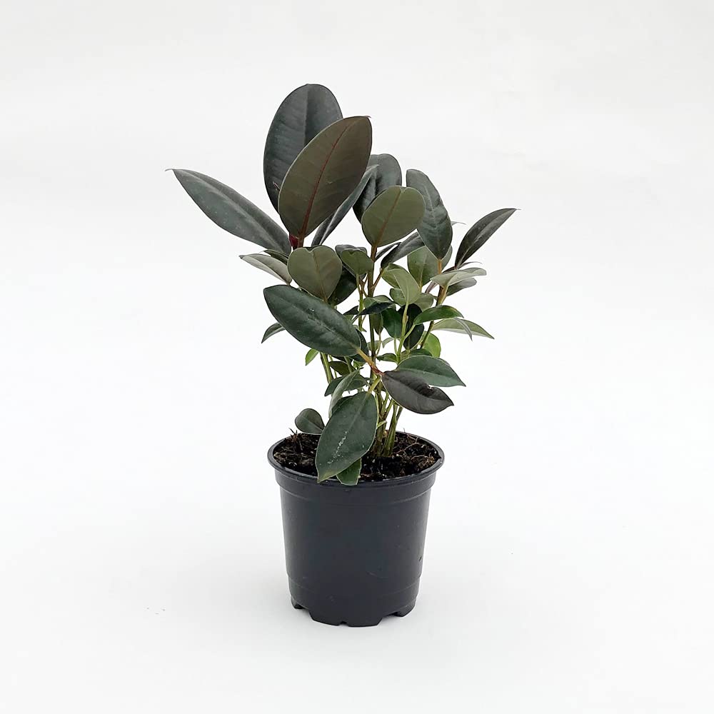 Ficus Elastica 'Burgundy' Rubber Plant - 4 Inch Live Indoor Houseplant | Easy Care, Air Purifying | Perfect for Home, Office & Low Light Spaces