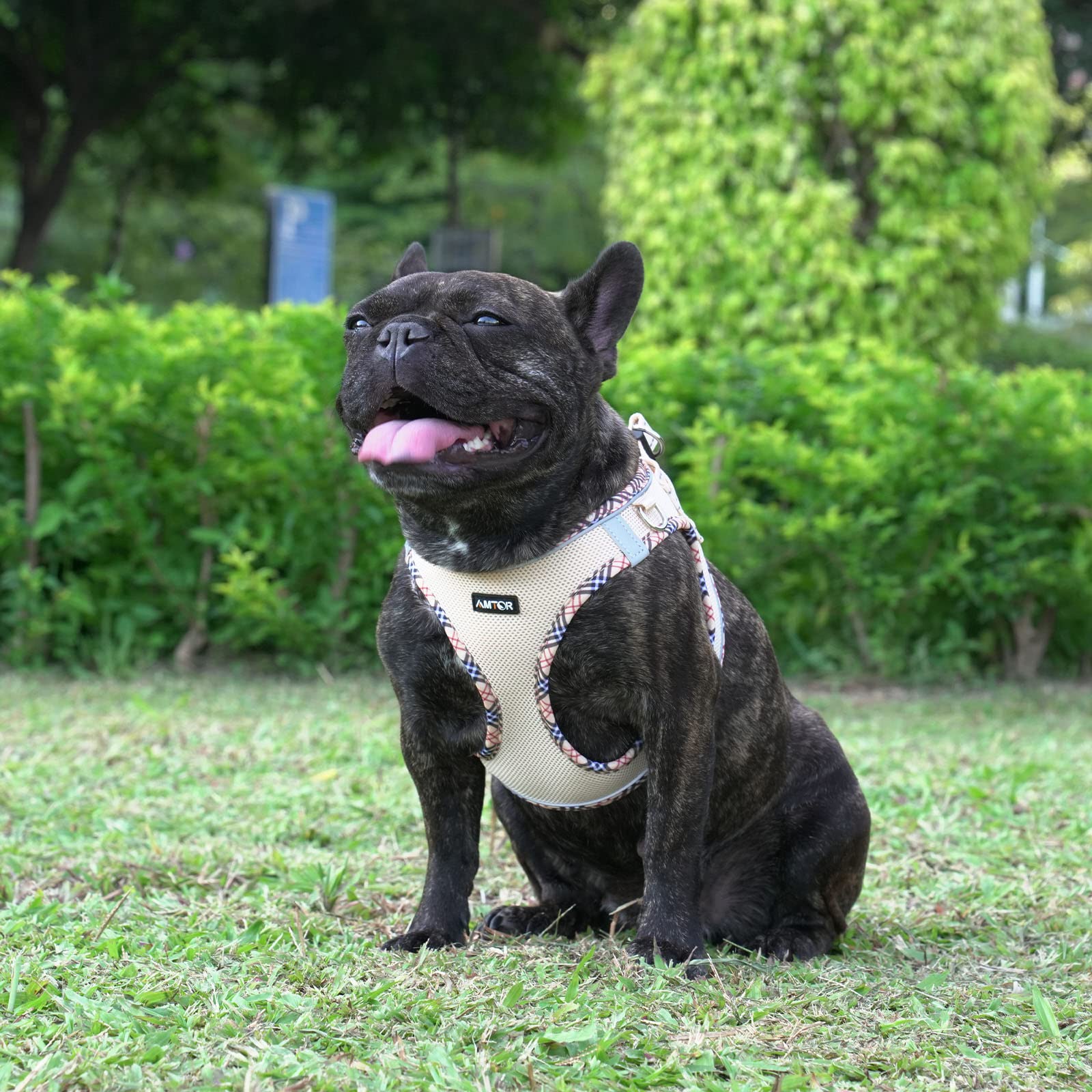 AMTOR No Escape Easy Walk Small Dog Harness with Leash Set - Reflective Step-in Soft Vest for Puppy Training & Walking - XS, S, M, L Sizes (Beige, XS) - Perfect for Outdoor Adventures, Park Walks & Nighttime Safety
