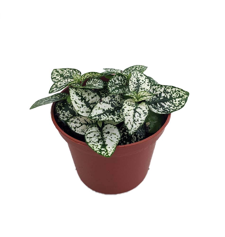 White Splash Polka Dot Plant (Hypoestes) - 3.5 Inch Pot - Colorful Indoor Houseplant for Home Decor, Office Desk, and Gift Giving