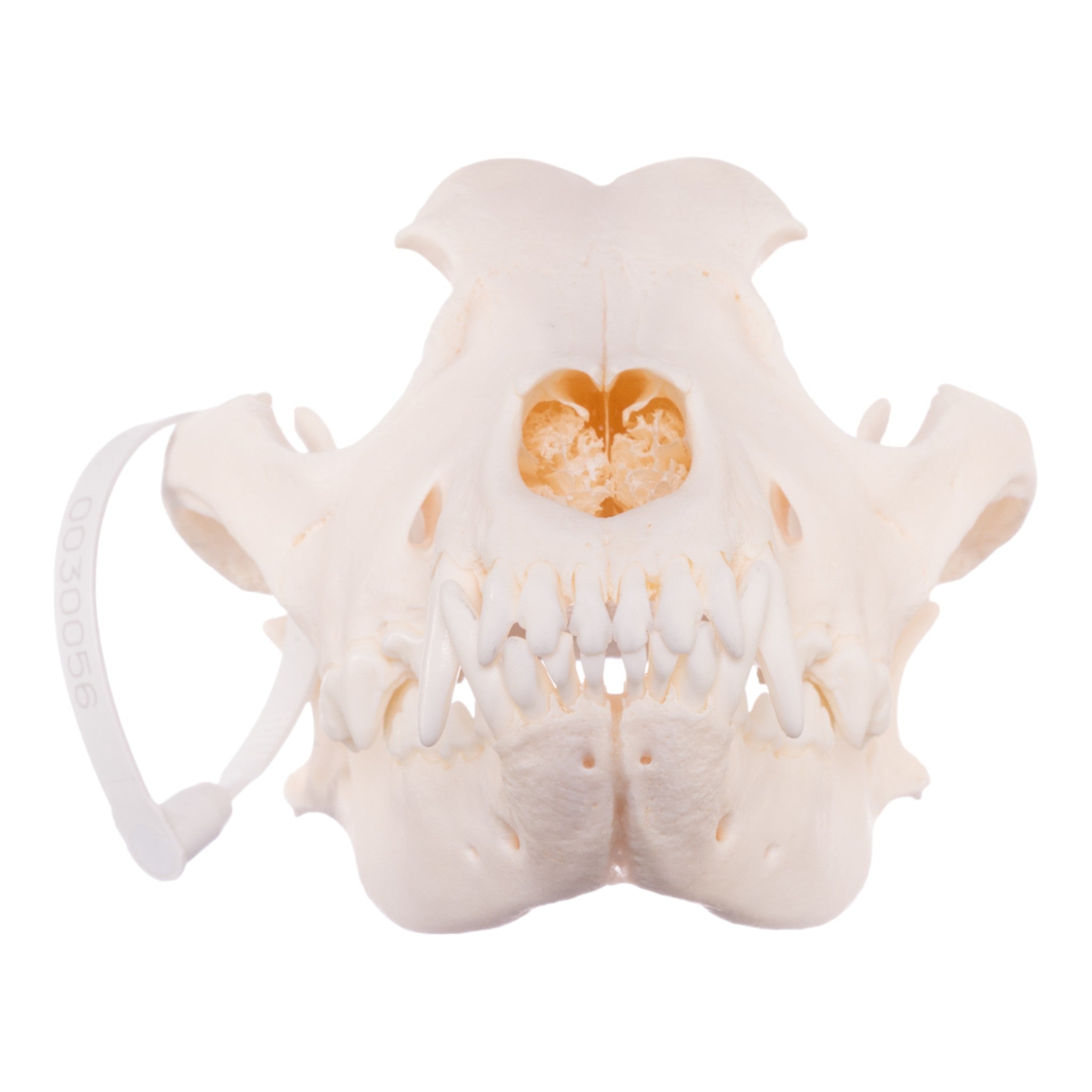 Authentic Rottweiler Dog Skull - Real Domestic Canine Specimen for Veterinary Study, Taxidermy & Halloween Decor