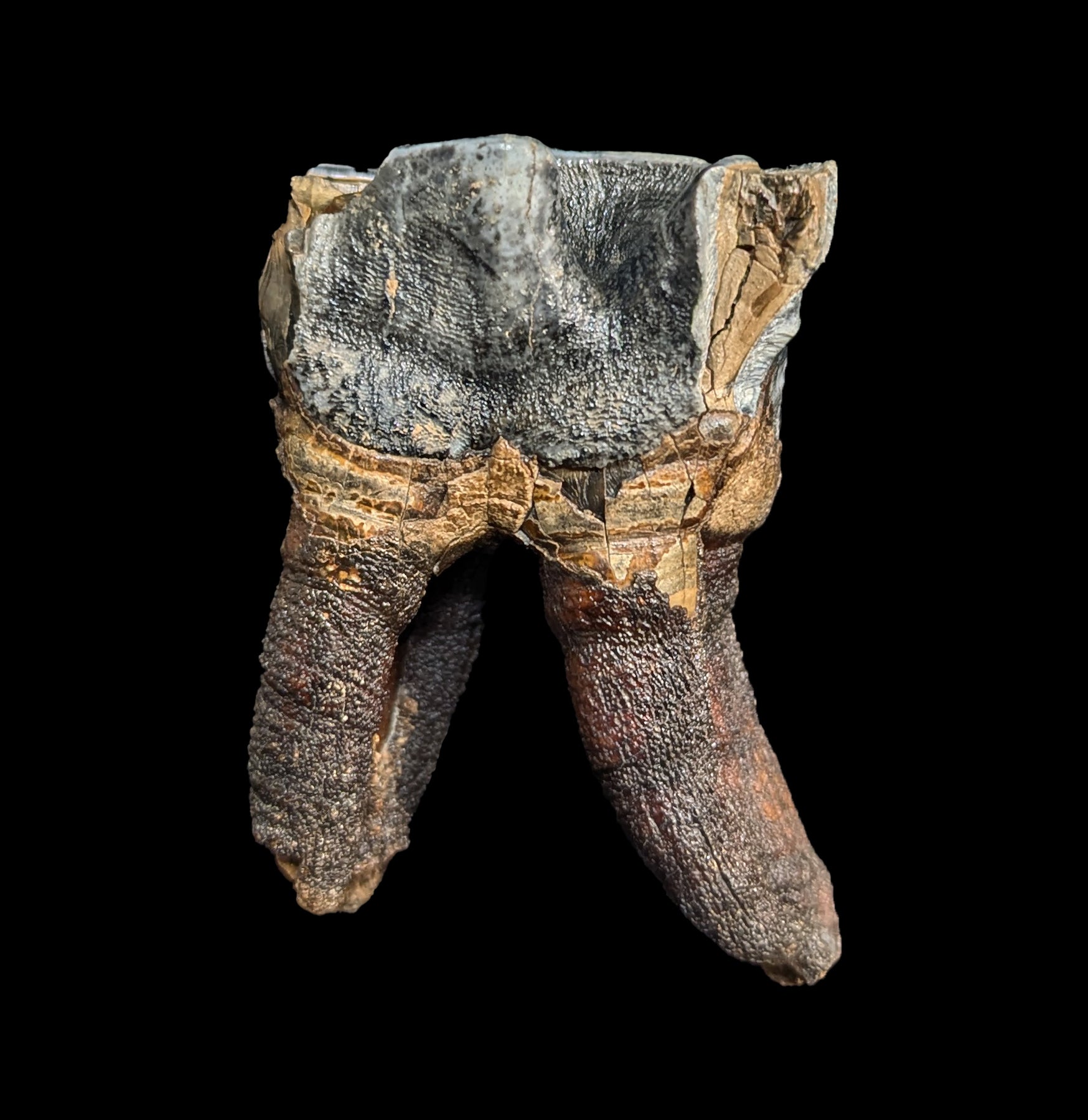 Authentic Fossilized Woolly Rhino Tooth Specimen - Rare Ice Age Collectible for Paleontology Enthusiasts - Perfect for Museum Displays, Educational Collections, and Fossil Hunting Decor