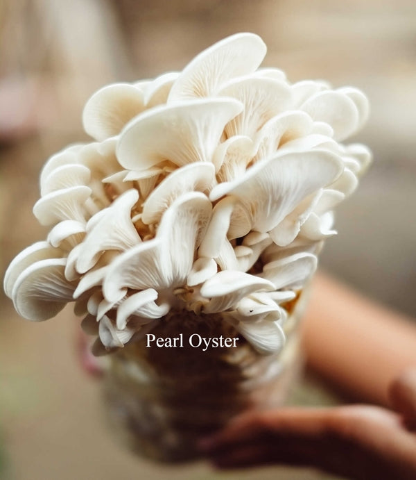 Premium Pearl White Oyster Mushroom Grow Kit (5lbs) - Midwest Grow Kits for Home Cultivation | Fresh, Organic Mushrooms for Cooking, Salads & Healthy Recipes