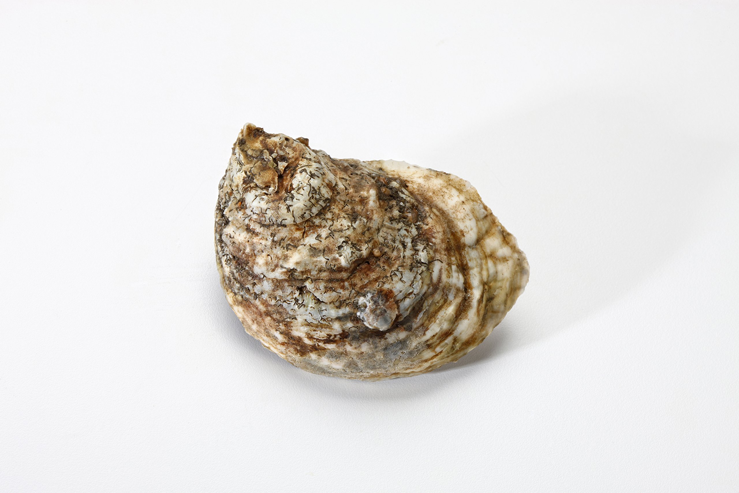50 Fresh Oysters with Free Shucking Knife - Premium Live Oysters for Cooking, Grilling & Seafood Lovers