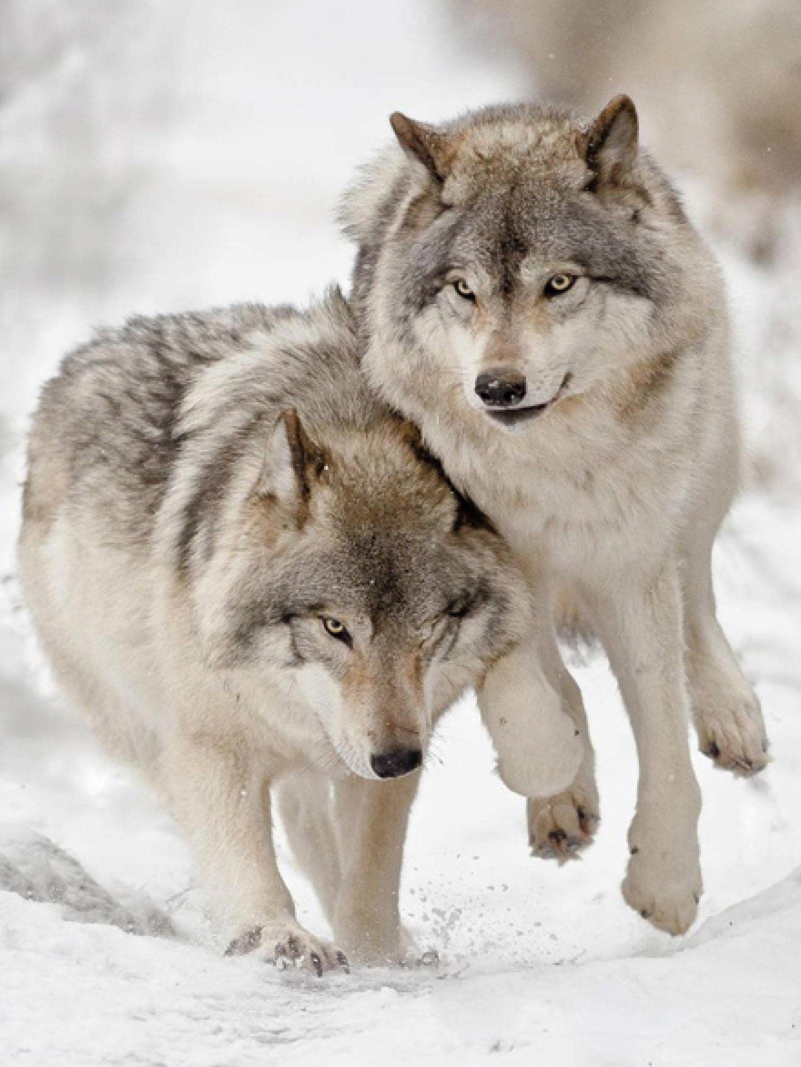 5D DIY Diamond Painting Kit for Adults - Wolf Animal Canvas Art, Full Drill Cross Stitch Embroidery Craft (100x120cm Round Drill) | Home Wall Decor, Relaxing Hobby, Birthday & Christmas Gift Idea