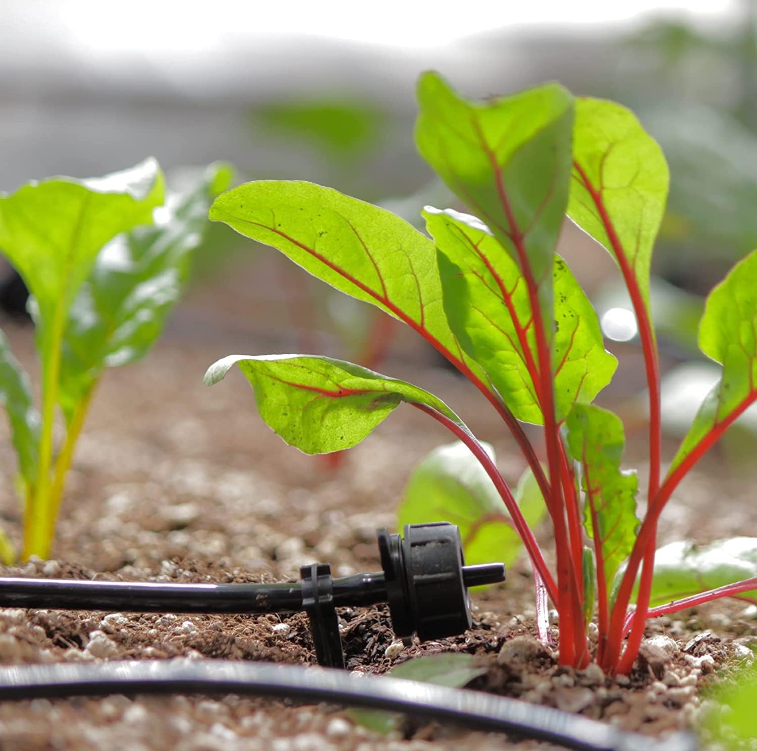 AEO Solar-Powered Automatic Drip Irrigation System Kit - 50 Drippers & 155ft Tubing for Balcony, Greenhouse, Raised Garden Beds | Water-Saving Solution for Plants, Vegetables & Flowers