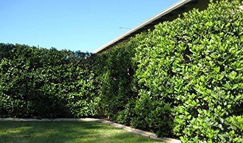 Sweet Viburnum Odoratissimum - 30 Live Evergreen Plants for Privacy Hedge - Fragrant Flowering Shrubs for Landscaping, Garden Borders & Natural Fence Screening