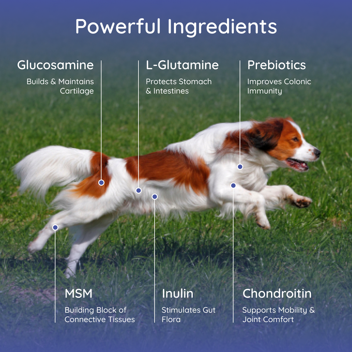 Premium Dog Electrolyte & Joint Support Supplement - Beef Flavor for Active Dogs | Post-Workout Recovery & Senior Dog Mobility Aid