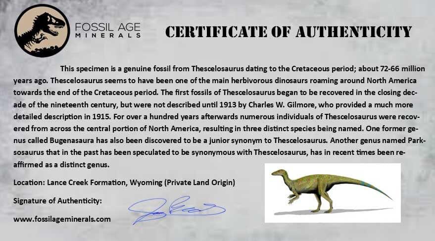 Authentic 1.5
