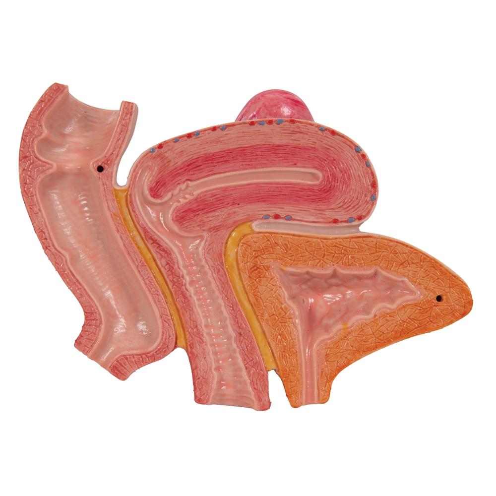 Female Pelvis Model with Ligaments, Muscles & Organs - Anatomical Study Tool for Medical Students, Doctors & Physical Therapists