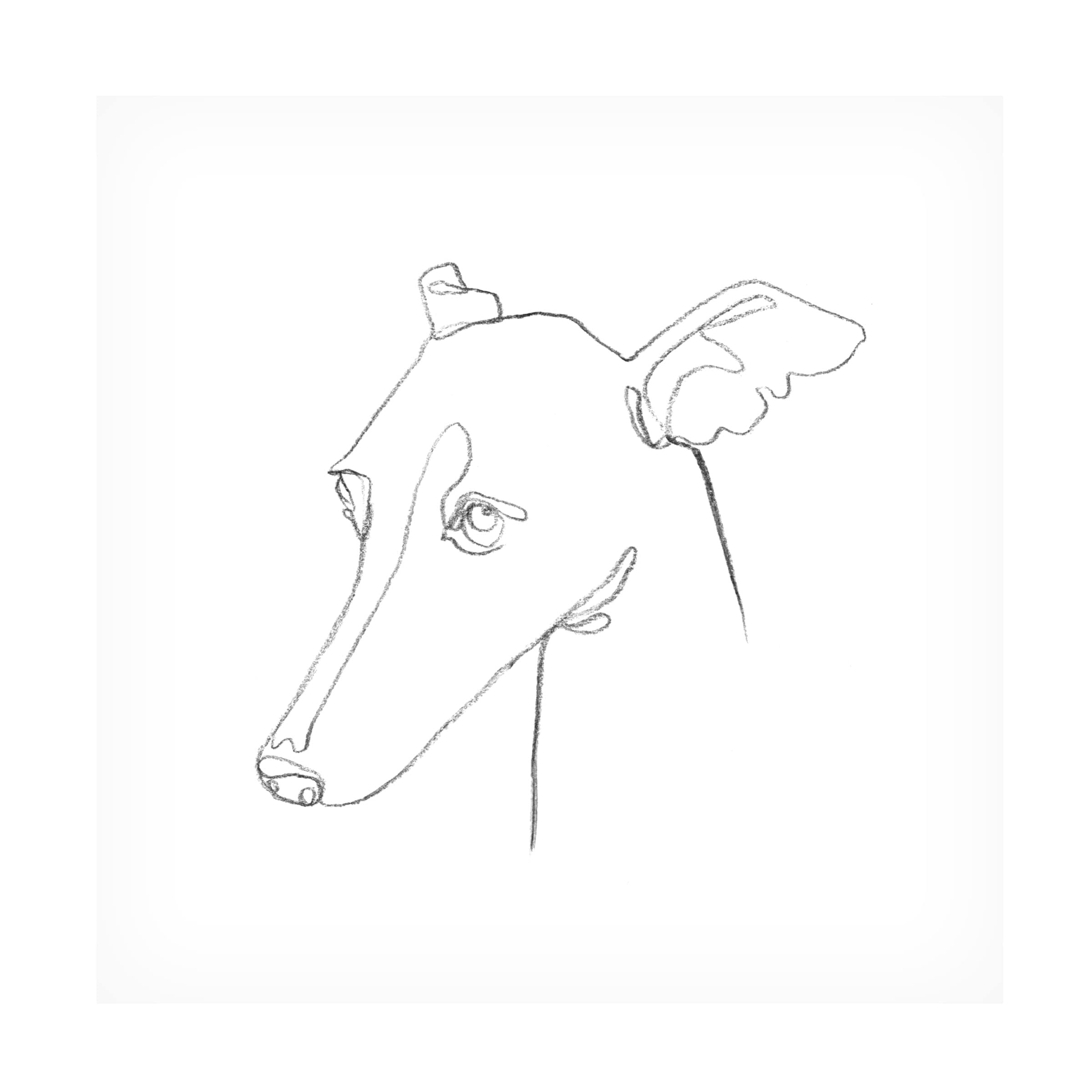Emma Scarvey Greyhound Pencil Portrait I Canvas Wall Art - Handmade Dog Painting for Living Room, Office & Home Decor