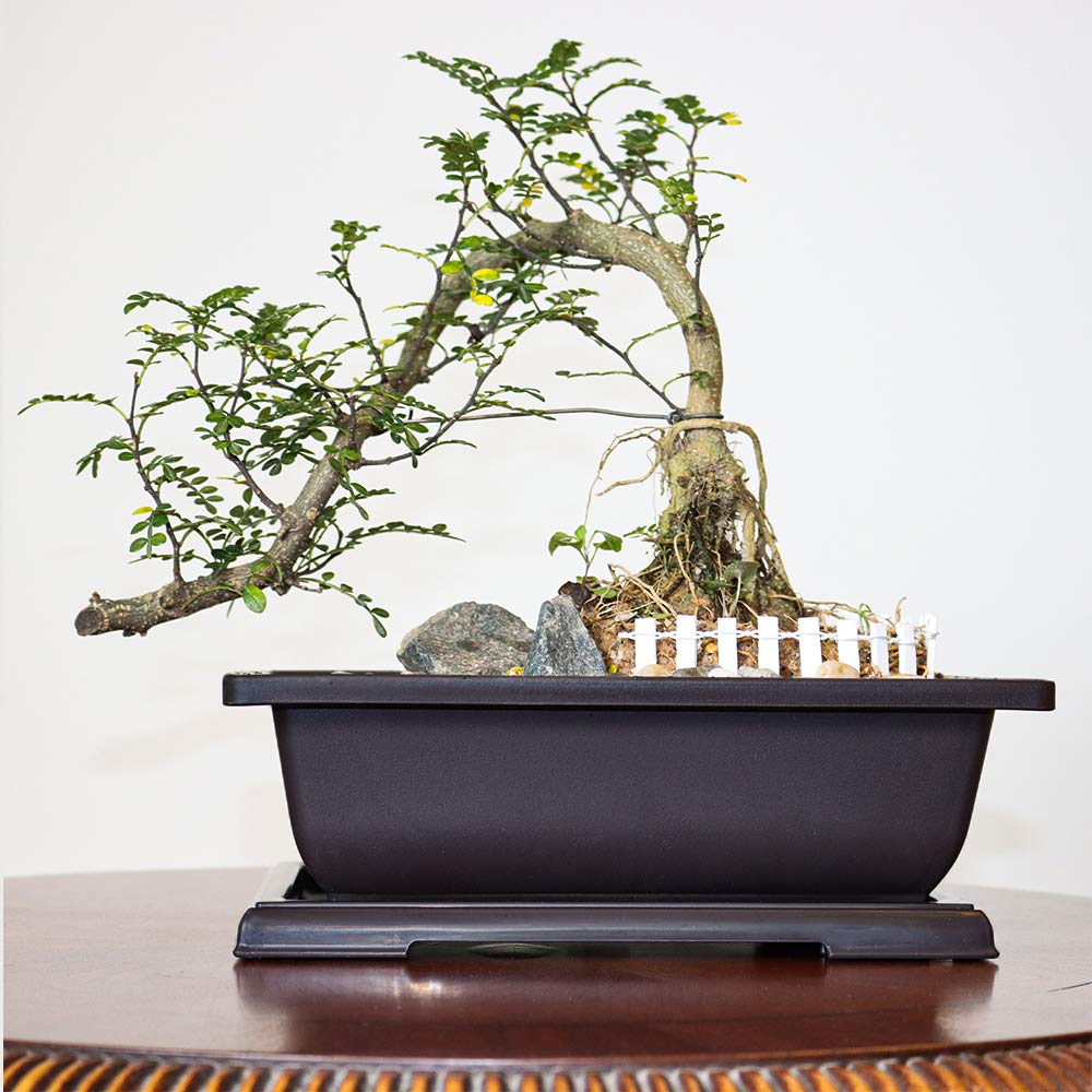 MUZHI 3-Piece Large Rectangular Bonsai Pots with Drainage Holes and Matching Trays - 10 Inch Ceramic Planters for Indoor/Outdoor Plants - Perfect for Home Decor, Office Desk, and Garden Landscaping
