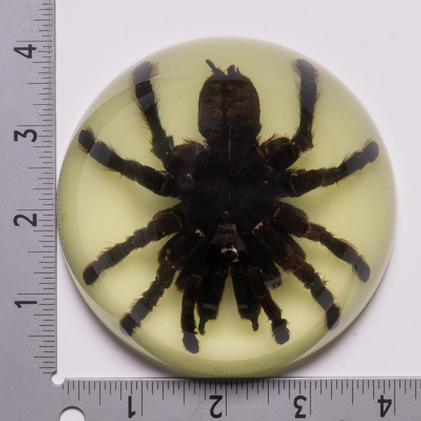 Real Tarantula in Acrylic Dome Paperweight - Glow in the Dark Collectible - Unique Desk Decor & Conversation Starter for Home Office, Halloween Decorations