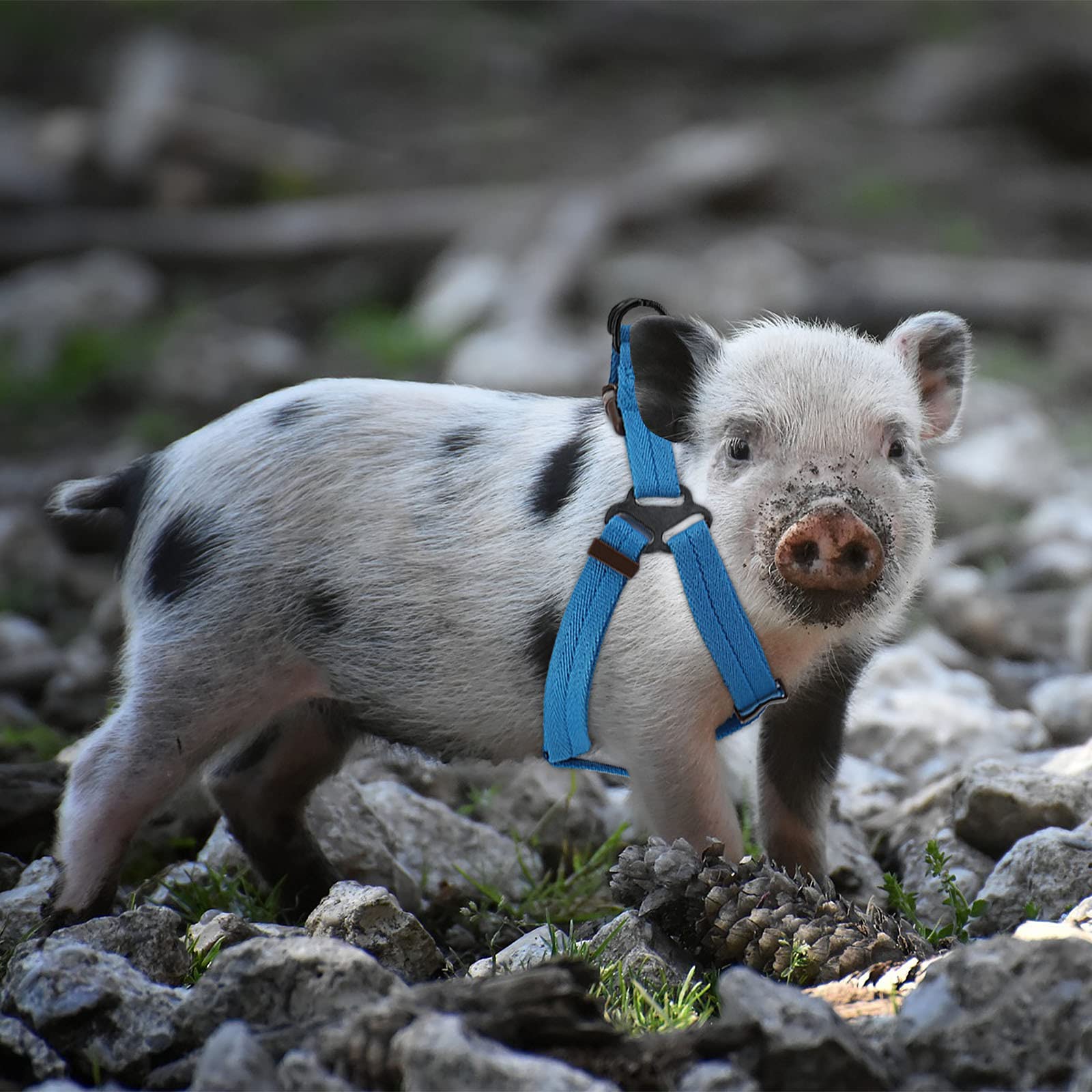 Frienda 2 Pack Adjustable Mini Pig Harness & Leash Set for Small Pets - Hog, Piggy, Ferret, Rabbit, Dog, Cat - Perfect for Walking, Training, Jogging & Outdoor Adventures