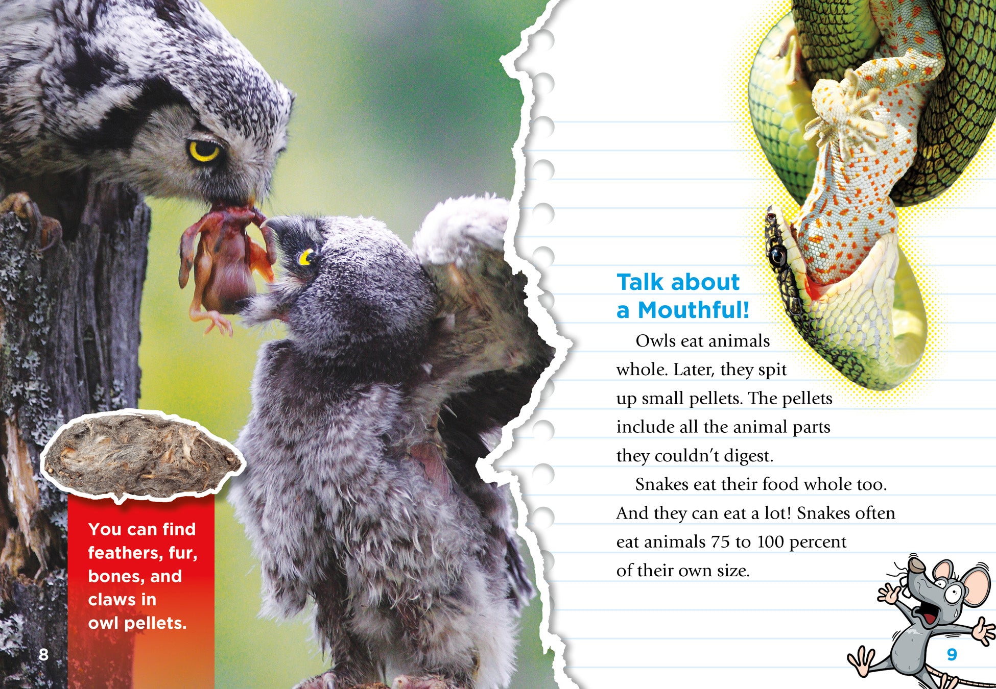 Amazing & Disgusting Animal Facts - Unusual Wildlife Trivia for Kids & Adults | Perfect for Classroom Learning & Family Game Nights