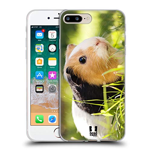 Guinea Pig Pet