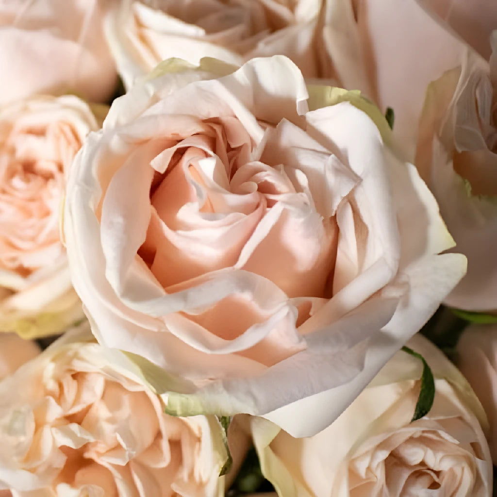 Blushing Garden Spirit Rose Bouquet - Fresh Long Lasting Roses for Home Decor, Wedding Centerpieces & Romantic Gifts