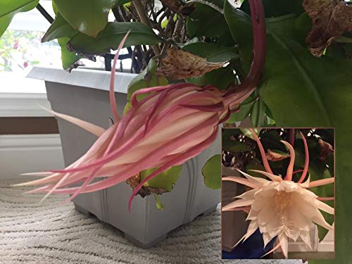 Epiphyllum 'Queen of the Night' Rare Cactus Plant - Rooted Cutting for Garden & Home Decor - Perfect for Indoor Houseplants, Outdoor Gardens, and Floral Arrangements