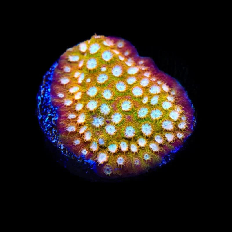ACI Golden Girls Cyphastrea Coral - Premium Saltwater Aquarium Coral for Reef Tanks | Perfect for Beginners & Advanced Hobbyists | Enhances Marine Biodiversity & Tank Aesthetics