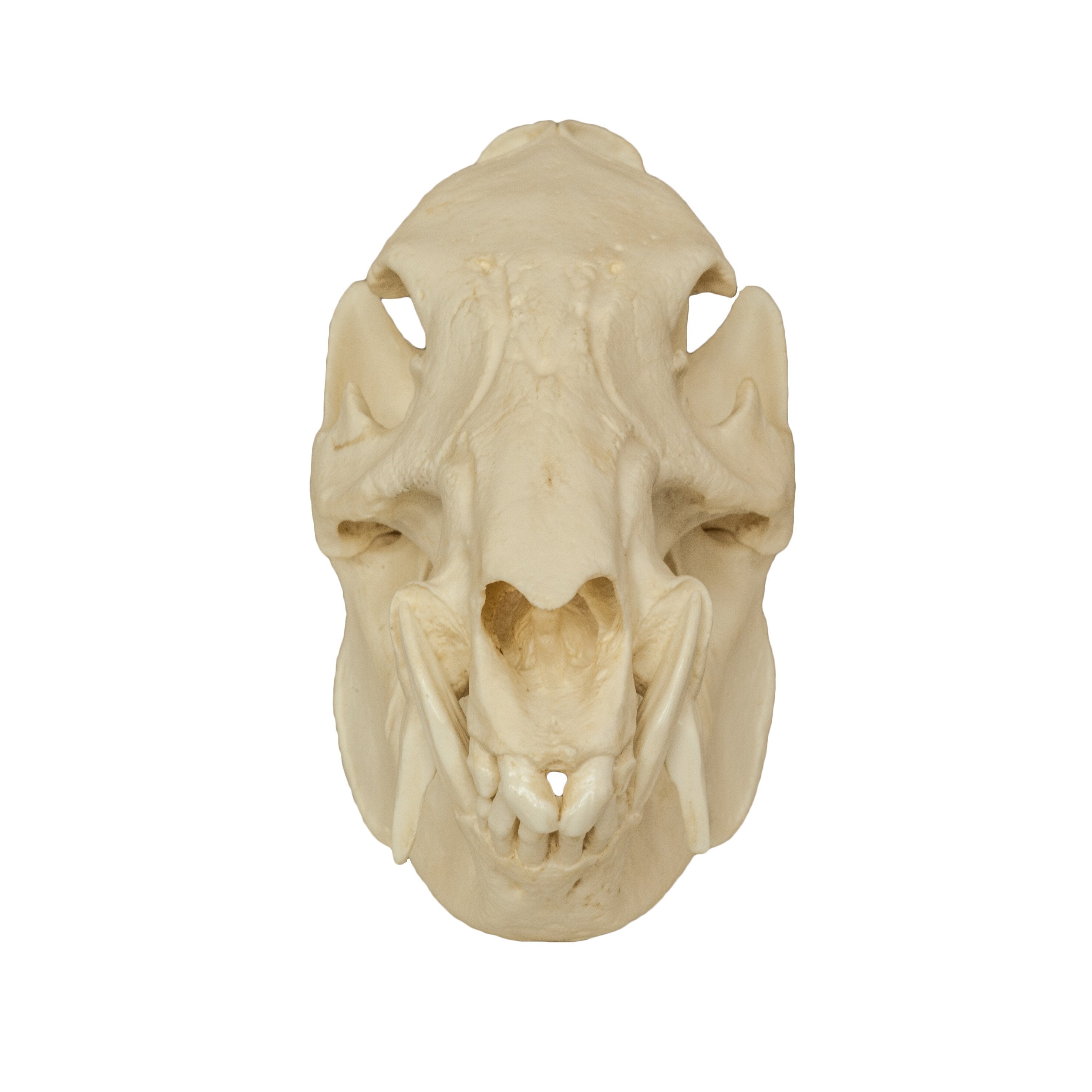Authentic Replica Peccary Skull - High-Quality Animal Skull for Home Decor, Halloween Props, and Gothic Collections | Perfect for Taxidermy, Oddity Cabinets, and Horror Displays