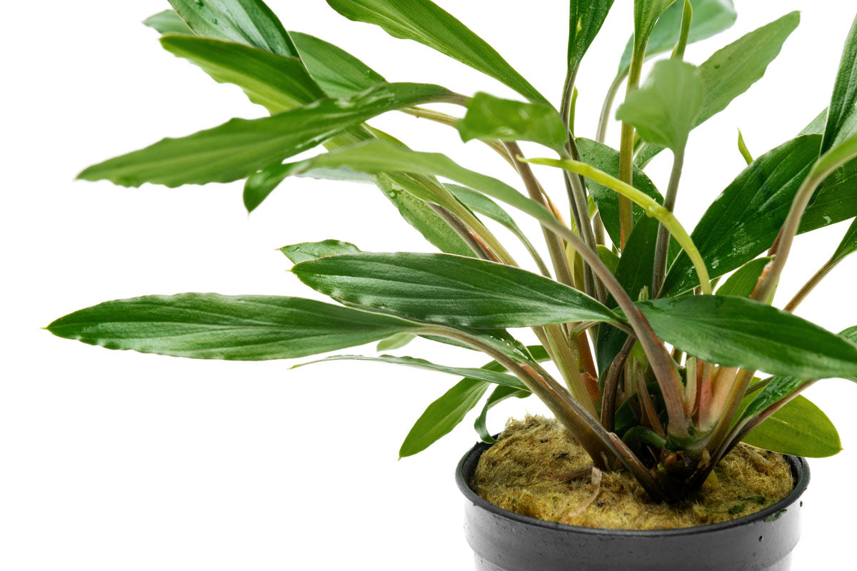 Homalomena Sekadau South Narrow Leaf Plant - Rare Tropical Houseplant for Indoor Decor, Office & Living Room Greenery - Perfect for Home Jungle & Urban Gardening