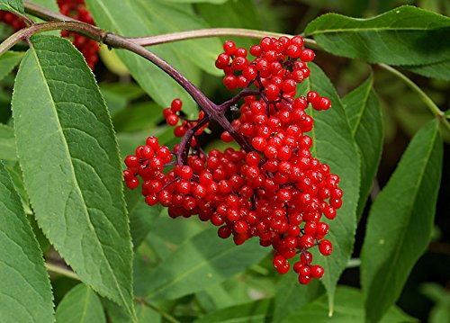 20 Live Red Elderberry Plants (Sambucus racemosa) - Bare Root Well-Established Seedlings for Garden Planting | Perfect for Landscaping, Wildlife Habitats & Homemade Jams