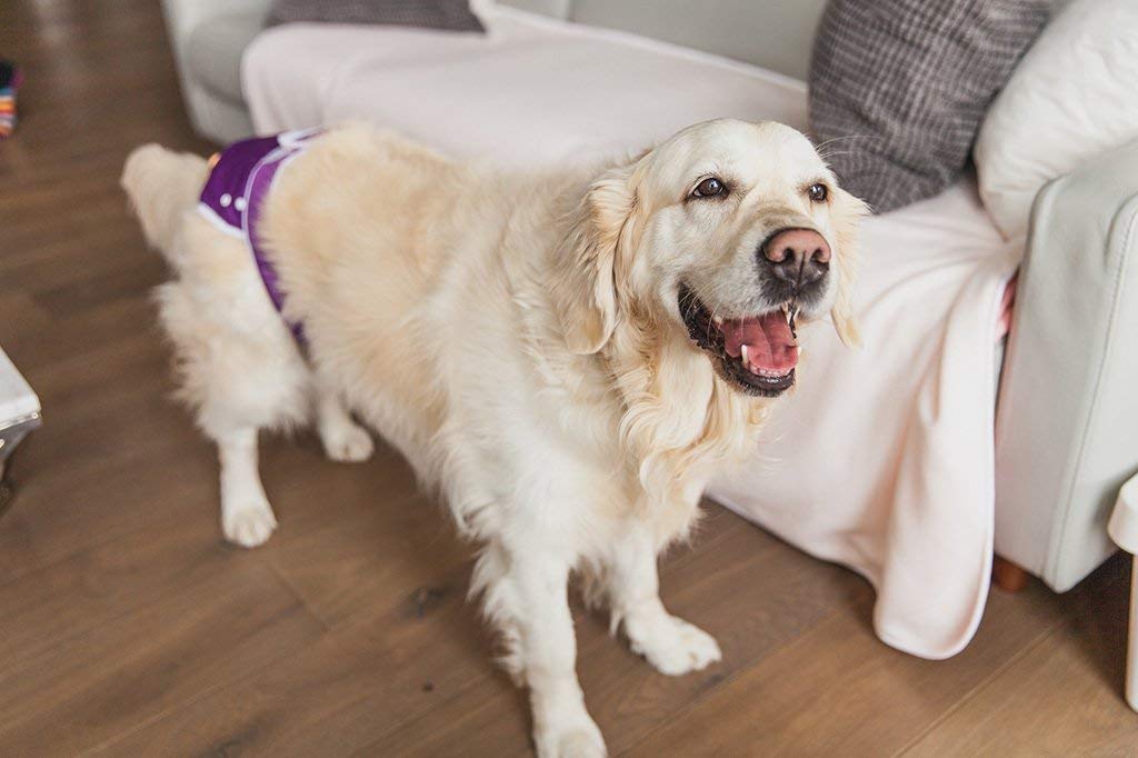 Washable Female Dog Diapers - Premium Reusable & Absorbent Pet Panties for Medium Dogs | Perfect for Incontinence, Heat Cycles & Travel (Medium, Purple)