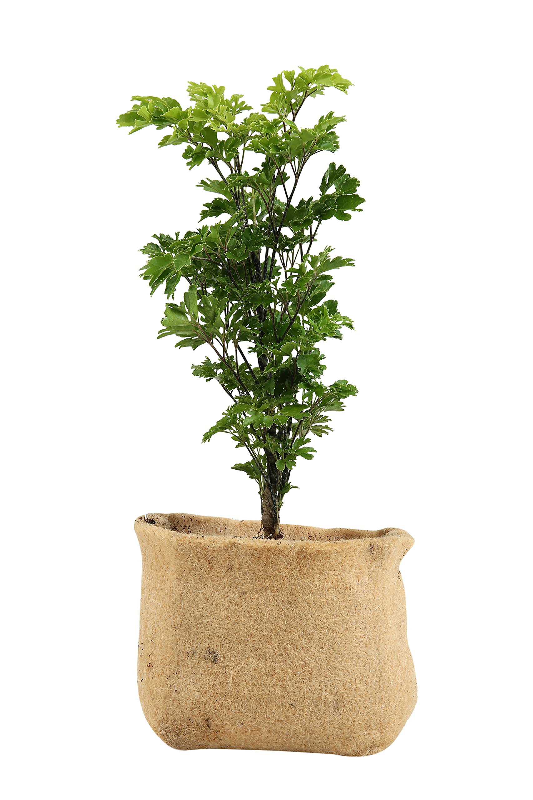 5 Gallon Biodegradable Grow Pots - Eco-Friendly Jute Fabric Planters for Indoor/Outdoor Flowers & Vegetables - Plastic-Free Nursery Pots for Sustainable Gardening - Perfect for Home Garden, Greenhouse & Urban Farming