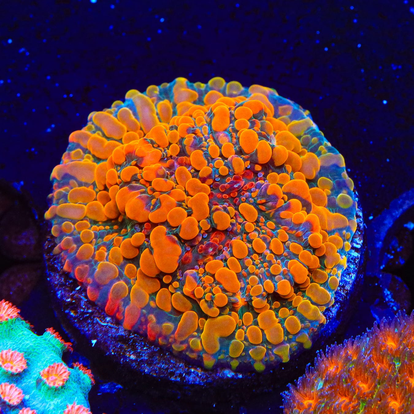 CC Cloudberry Chalice Coral - Premium Aquarium Coral for Reef Tanks | Perfect for Saltwater Marine Aquascaping & Coral Propagation