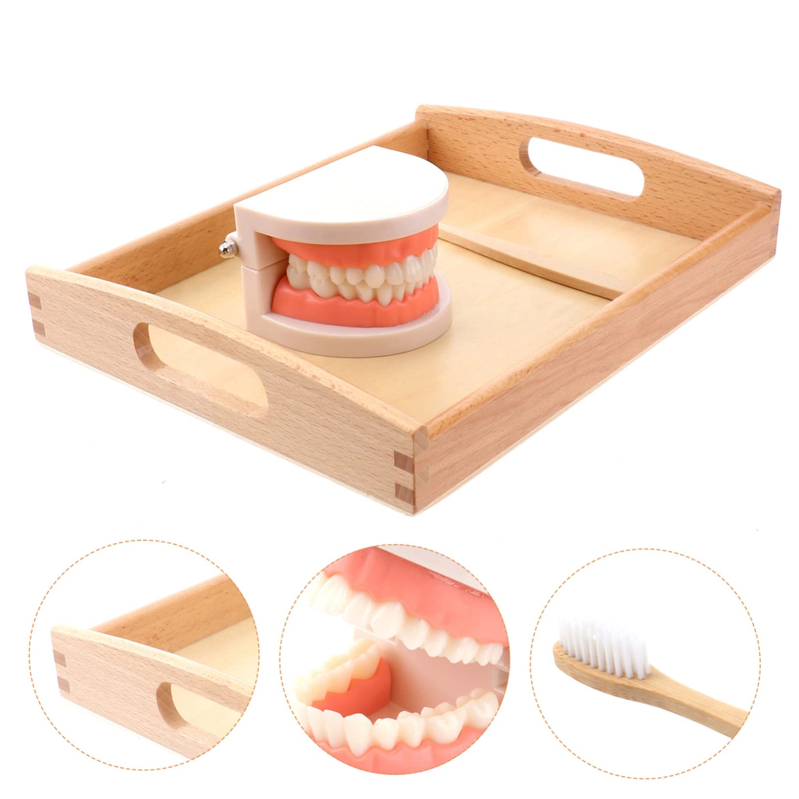1 Set Kids Dental Teeth Brushing Model Toy with Toothbrush - Educational Preschool Learning Toy for Homeschool & Classroom - Teach Proper Oral Hygiene & Healthy Habits for Toddlers & Children