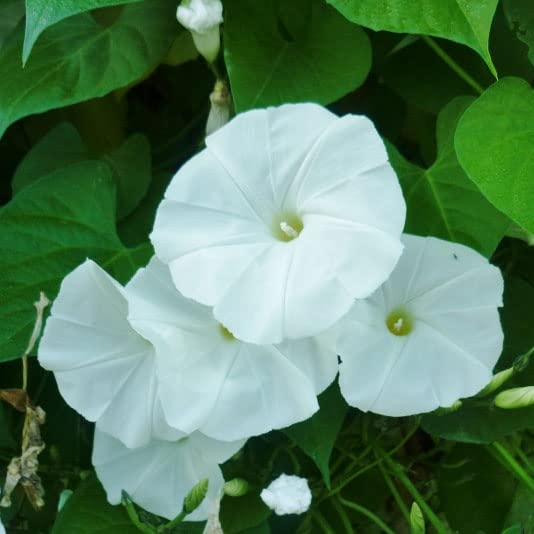 Eden Brothers Non-GMO Morning Glory Seeds - Pearly Gates Variety | Easy to Grow Low-Maintenance Flower Seeds for Spring Planting in USDA Zones 1-10 | Perfect for Garden Borders, Trellises & Container Gardening