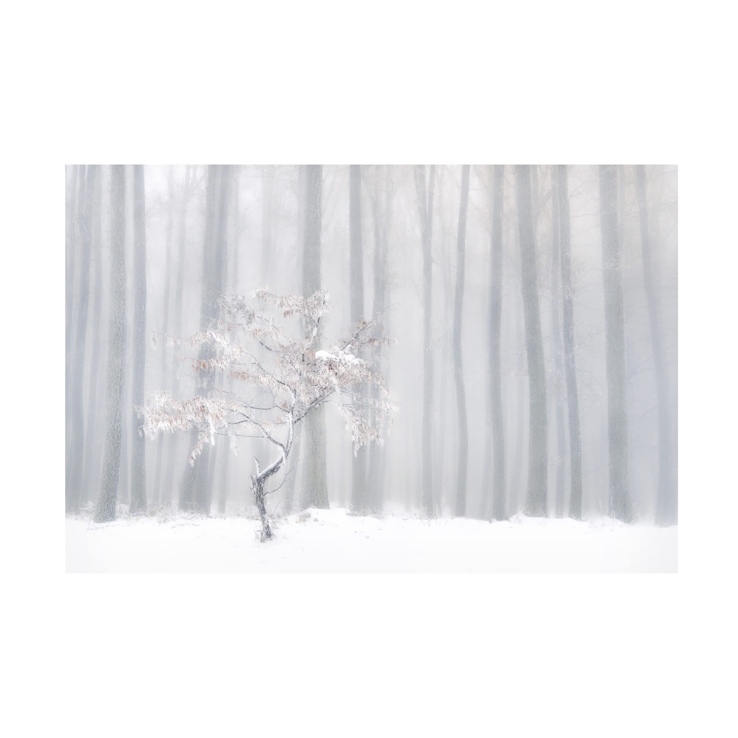 Trademark Fine Art 'In Front Of The Misty Curtain' Canvas Wall Art Print by Peter Svoboda MQEP - Perfect for Living Room, Bedroom & Office Decor