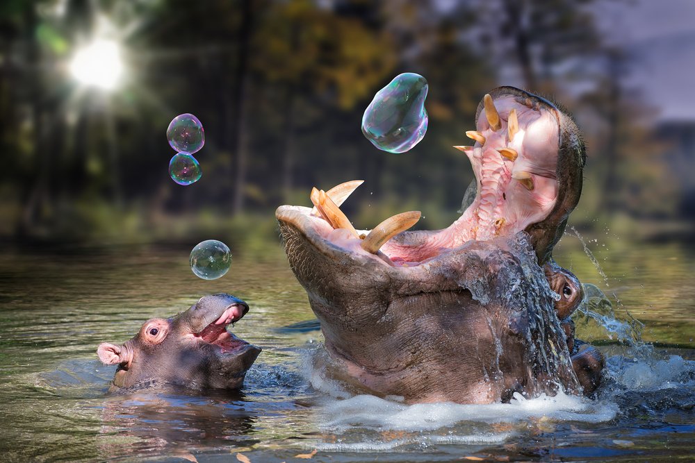 Hippos and Bubbles - 16x24 Inch Gallery Quality Metal Wall Art, Aluminum Home Decor for Living Room, Bedroom & Office - Modern Animal Print Wall Hanging for Unique Interior Design