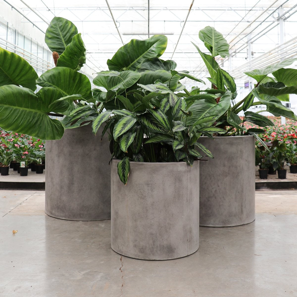 Mikonui Small Cement Outdoor Planter for Garden, Patio, Balcony - Durable and Weather-Resistant Plant Pot for Succulents, Flowers, Herbs